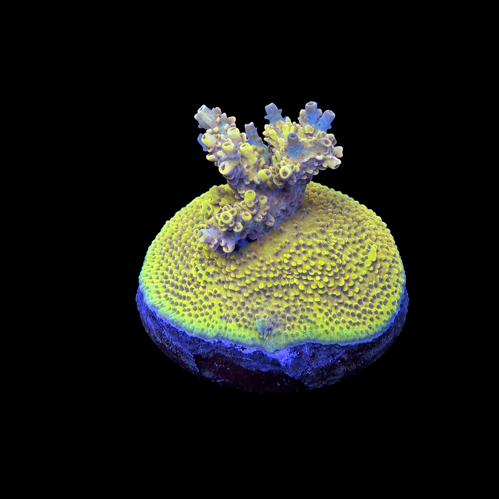 RR Pink Floyd Acropora Coral
