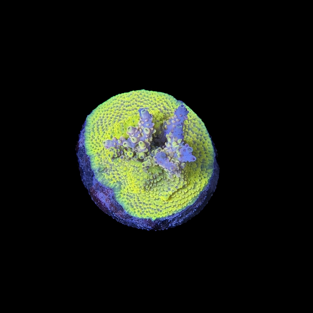 RR Pink Floyd Acropora Coral