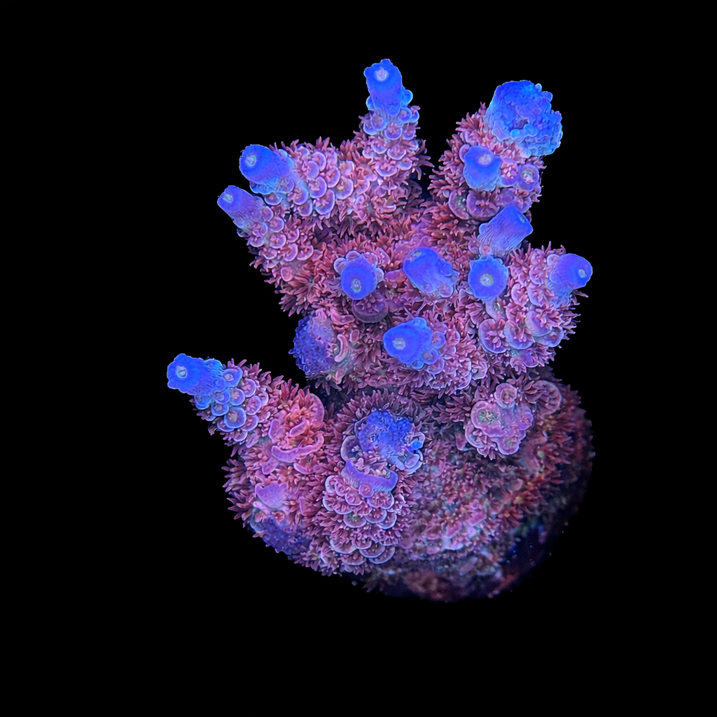 Cherry Bomb Acro Coral