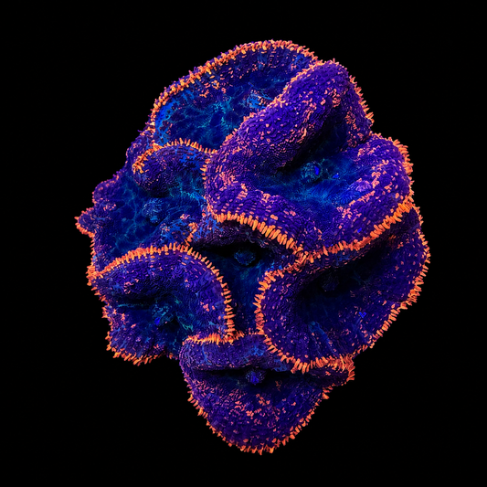 WYSIWYG High End Mushroom Rock Coral