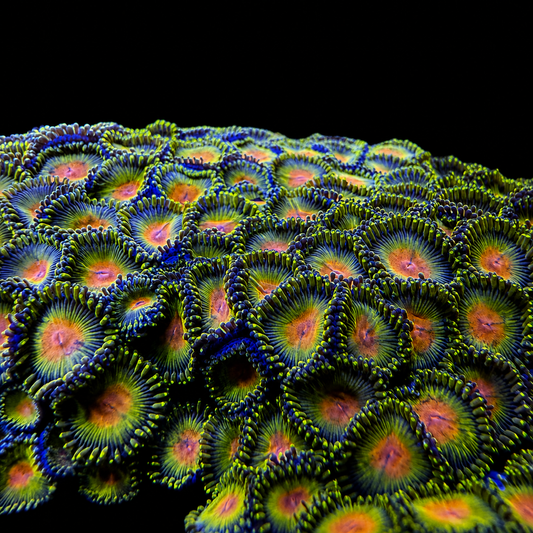WWC Golden Gods Zoanthids Coral