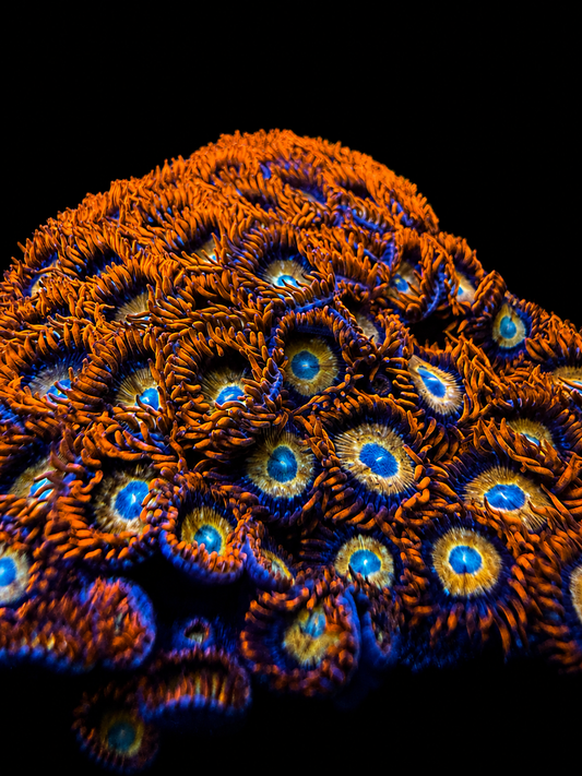 ECC Shatterfields Zoanthids Coral