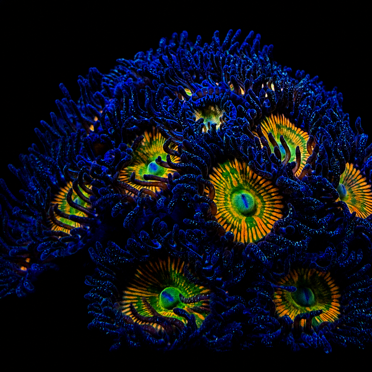 Sunny D Zoanthids Coral