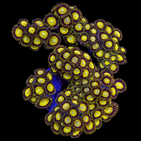 King Midas Zoanthids Coral