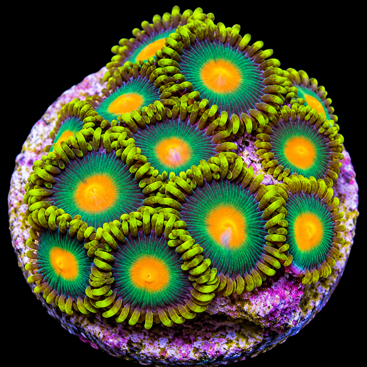 Green Bay Packers Zoa Coral