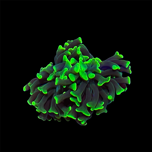 Metallic Green Hammer Coral