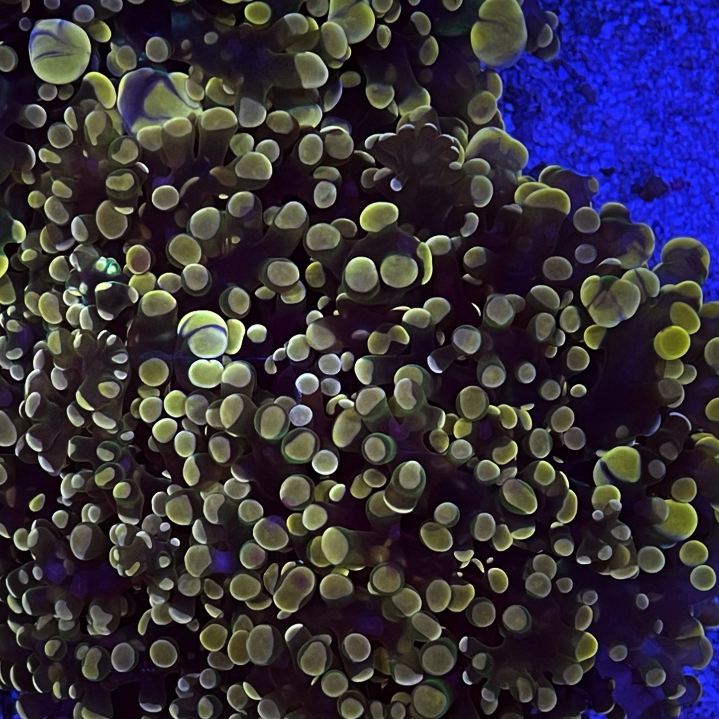 Purple/Yellow Frogspawn Coral