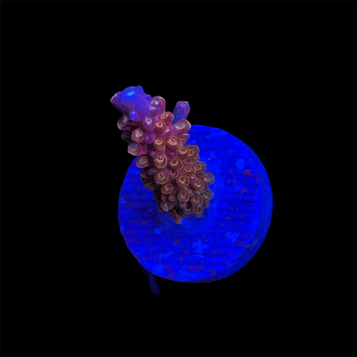 Fruty Pebbles Acropora Coral