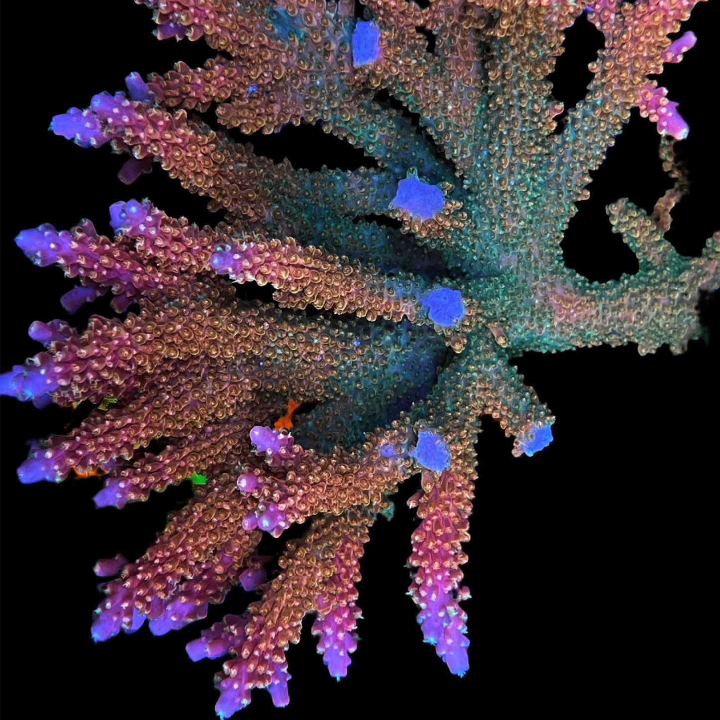 Fruty Pebbles Acropora Coral