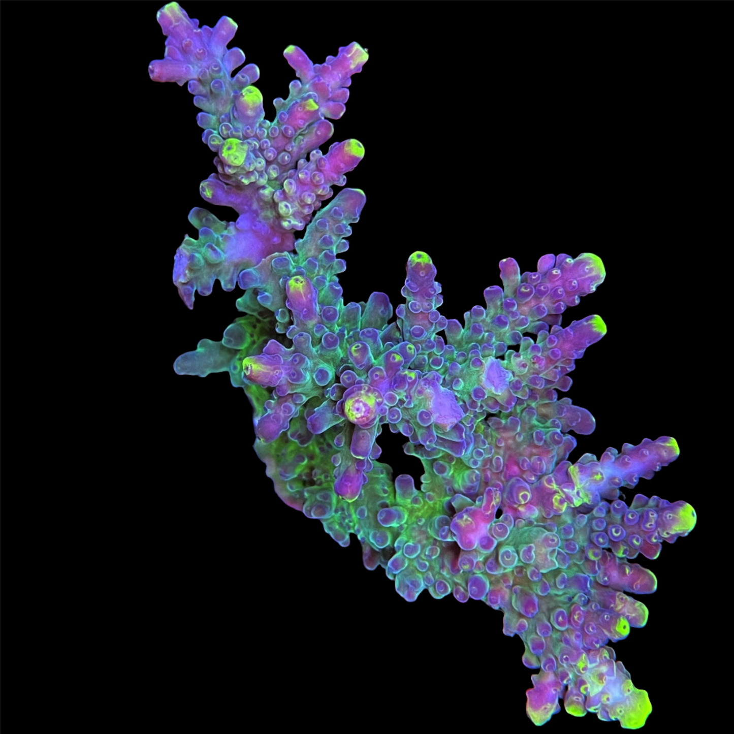 AS Yellow Tip Acropora