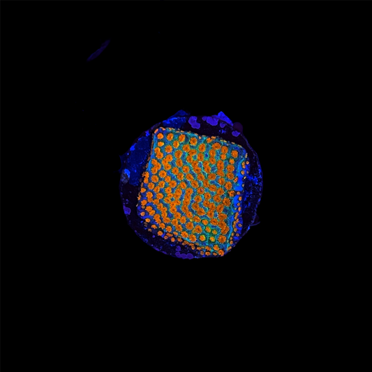 Aquaman Montipora Coral