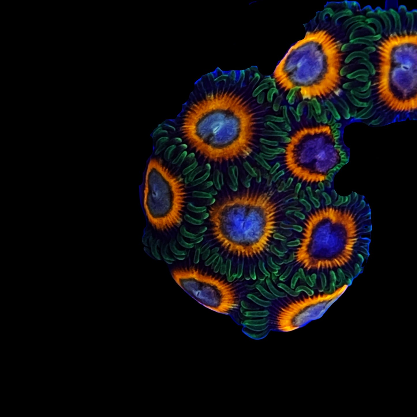 Double Decker Zoanthids