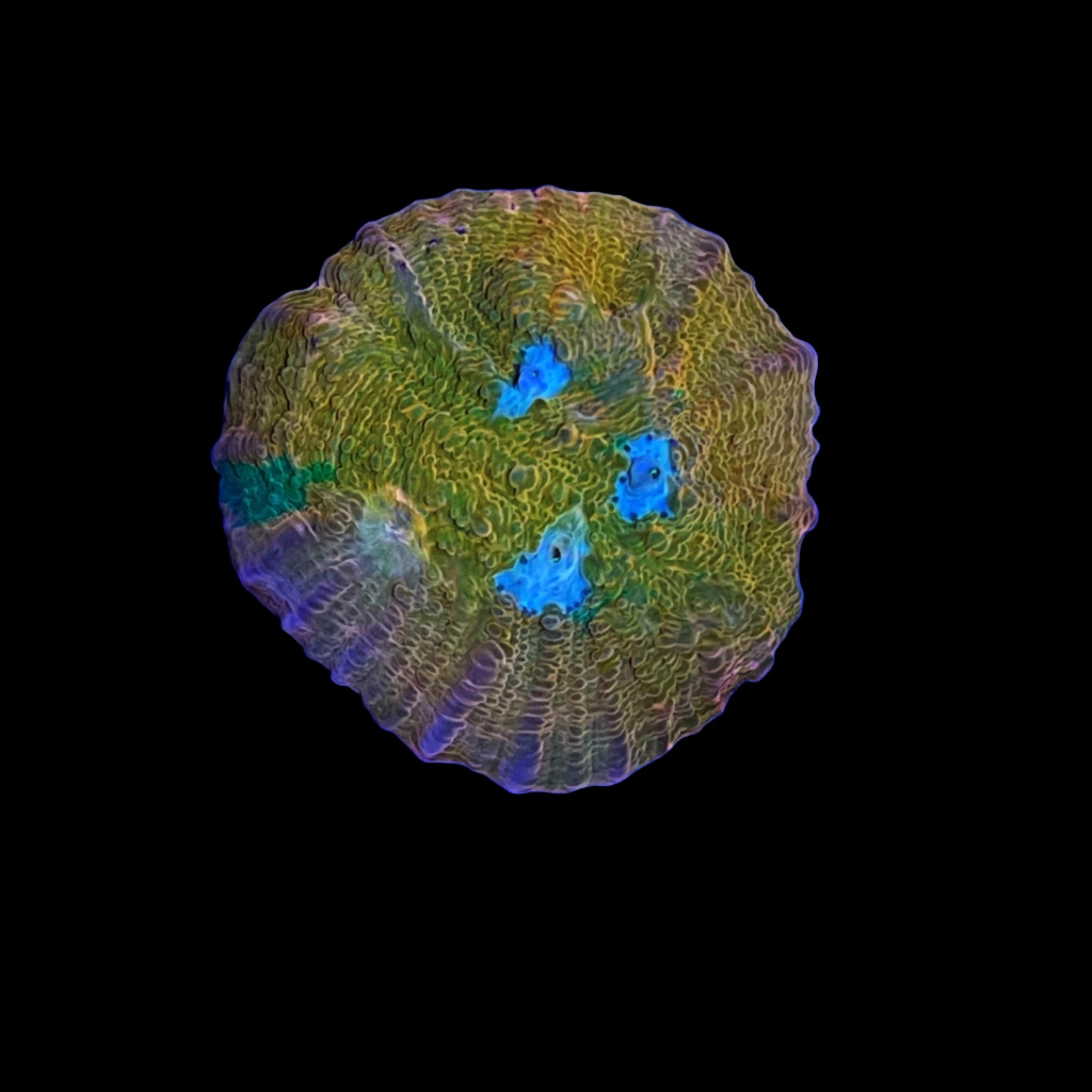 JF Orange Zombie Chalice – Aquarium Show