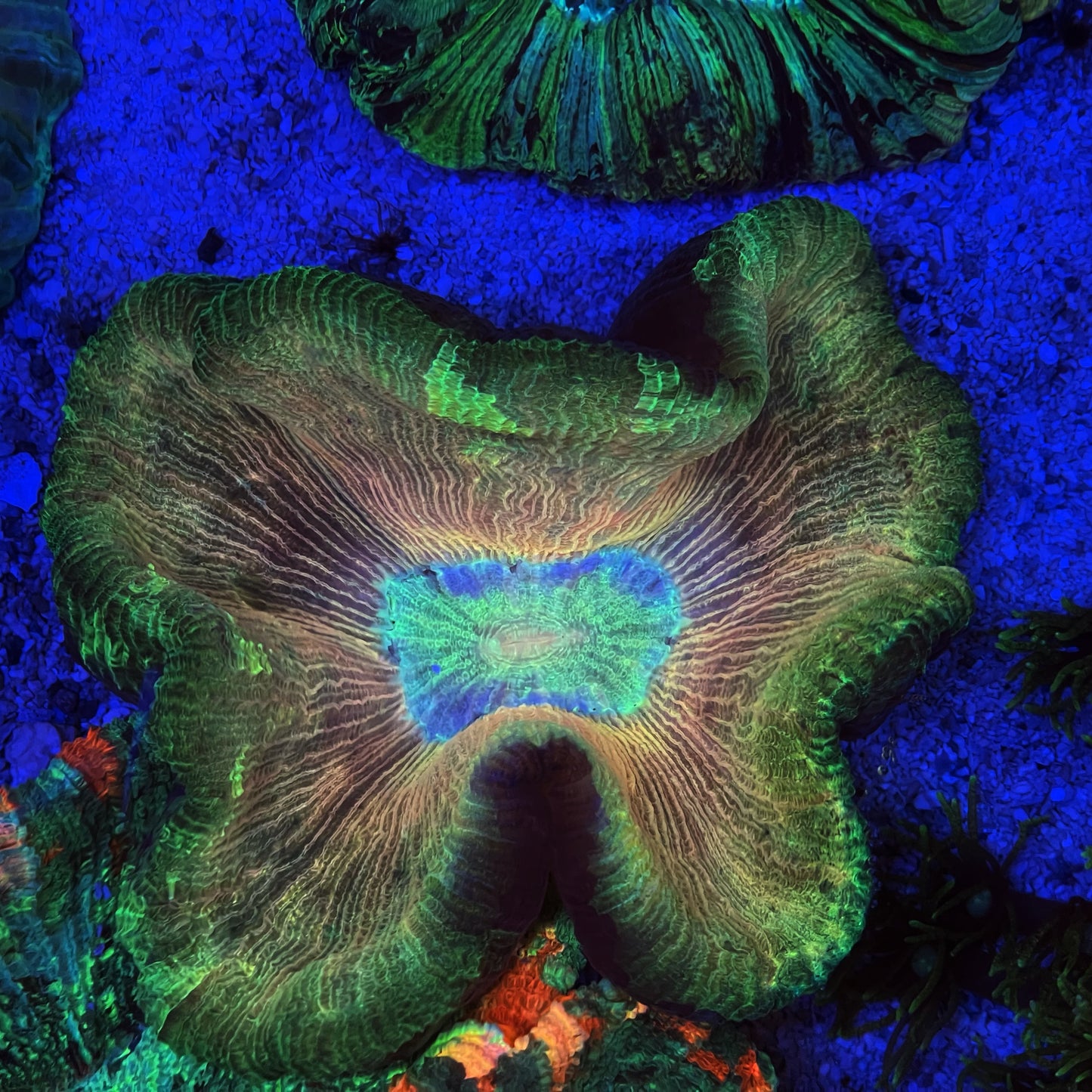 Golden Trachyphyllia Coral