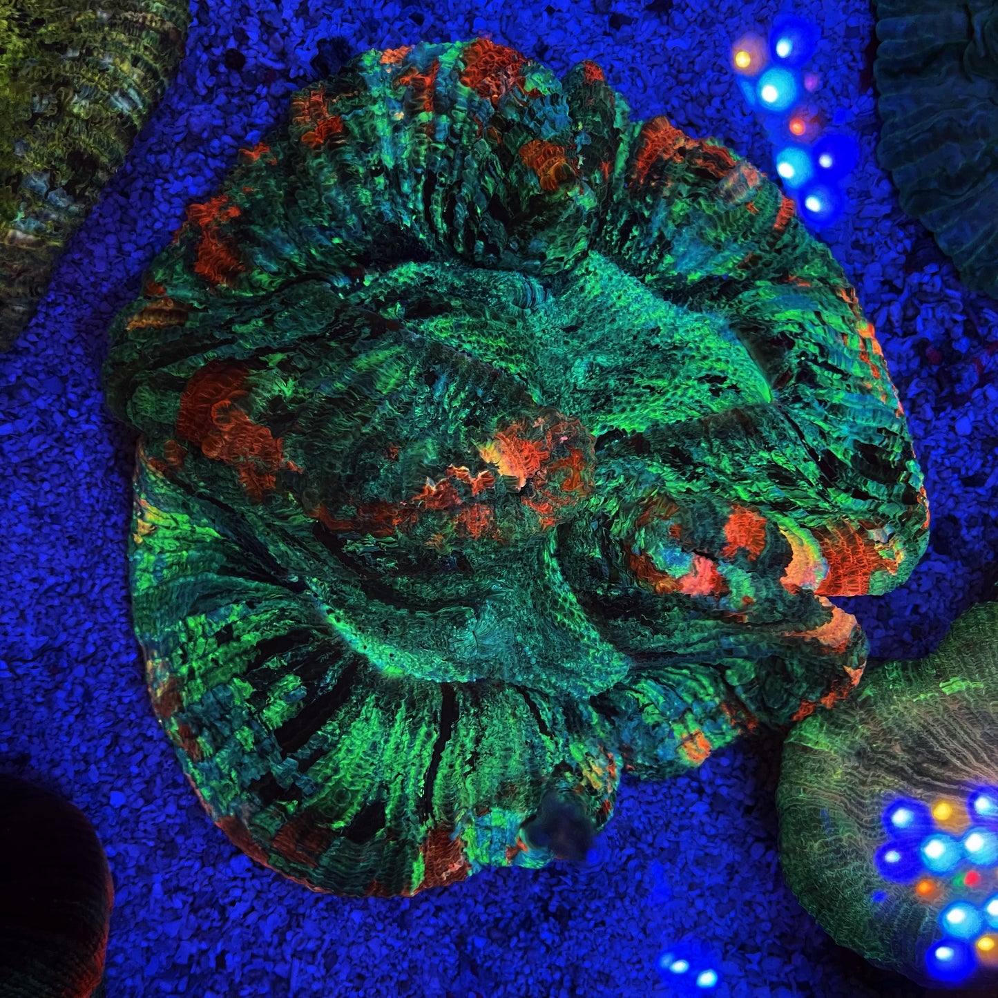 Rainbow Trachyphyllia Coral