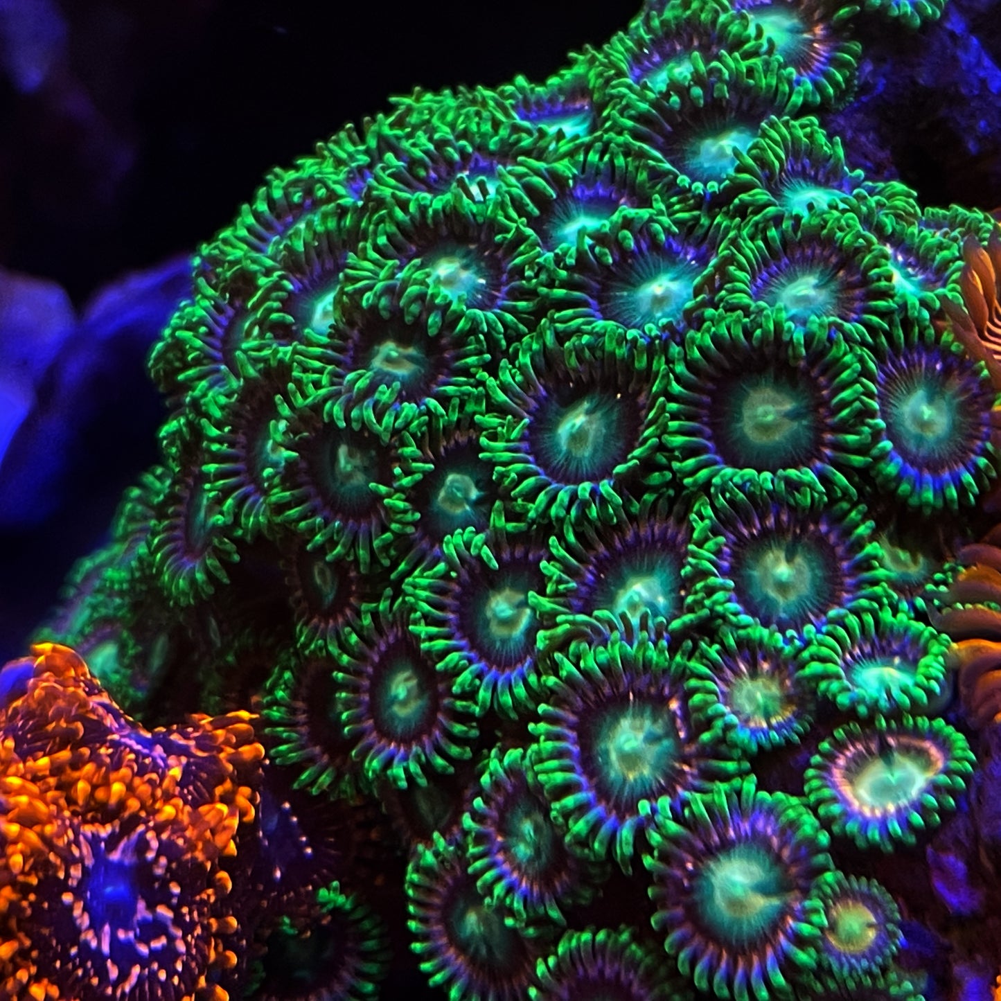 WWC Laser Lemons Zoanthids