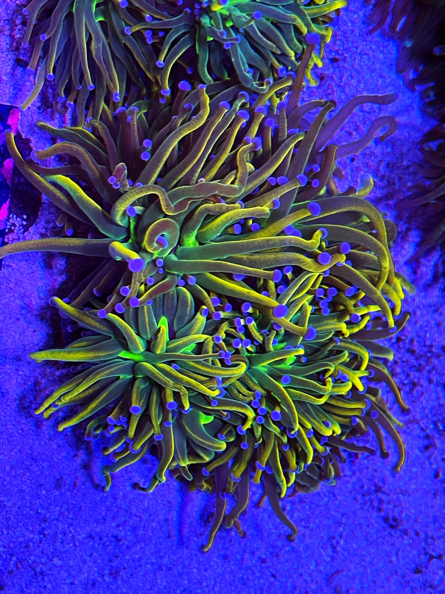 Dragon Tamer Torch Coral