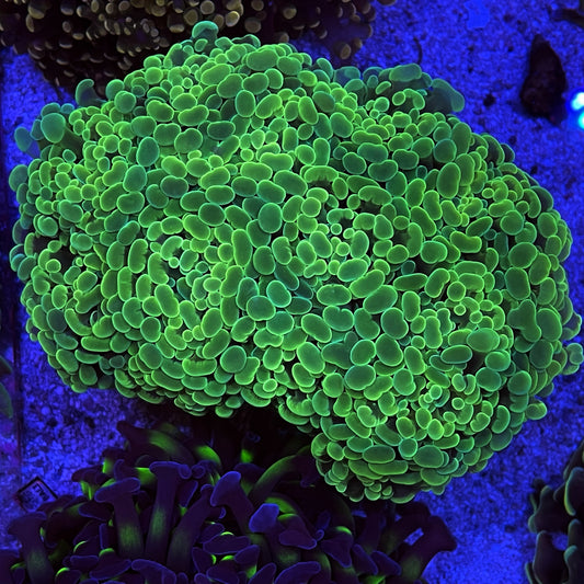 Green Hammer Coral