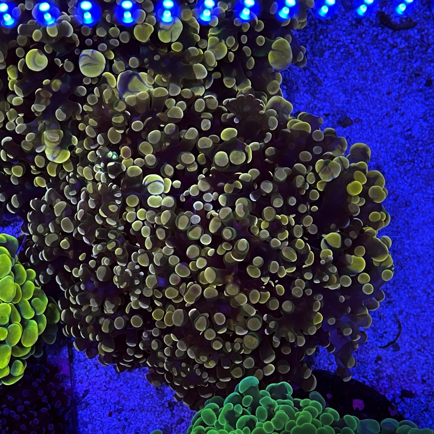 Purple/Yellow Frogspawn Coral