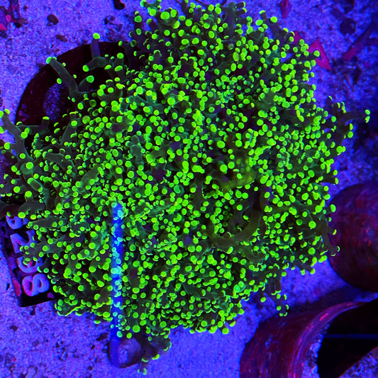 Metallic Green Octospawn Coral