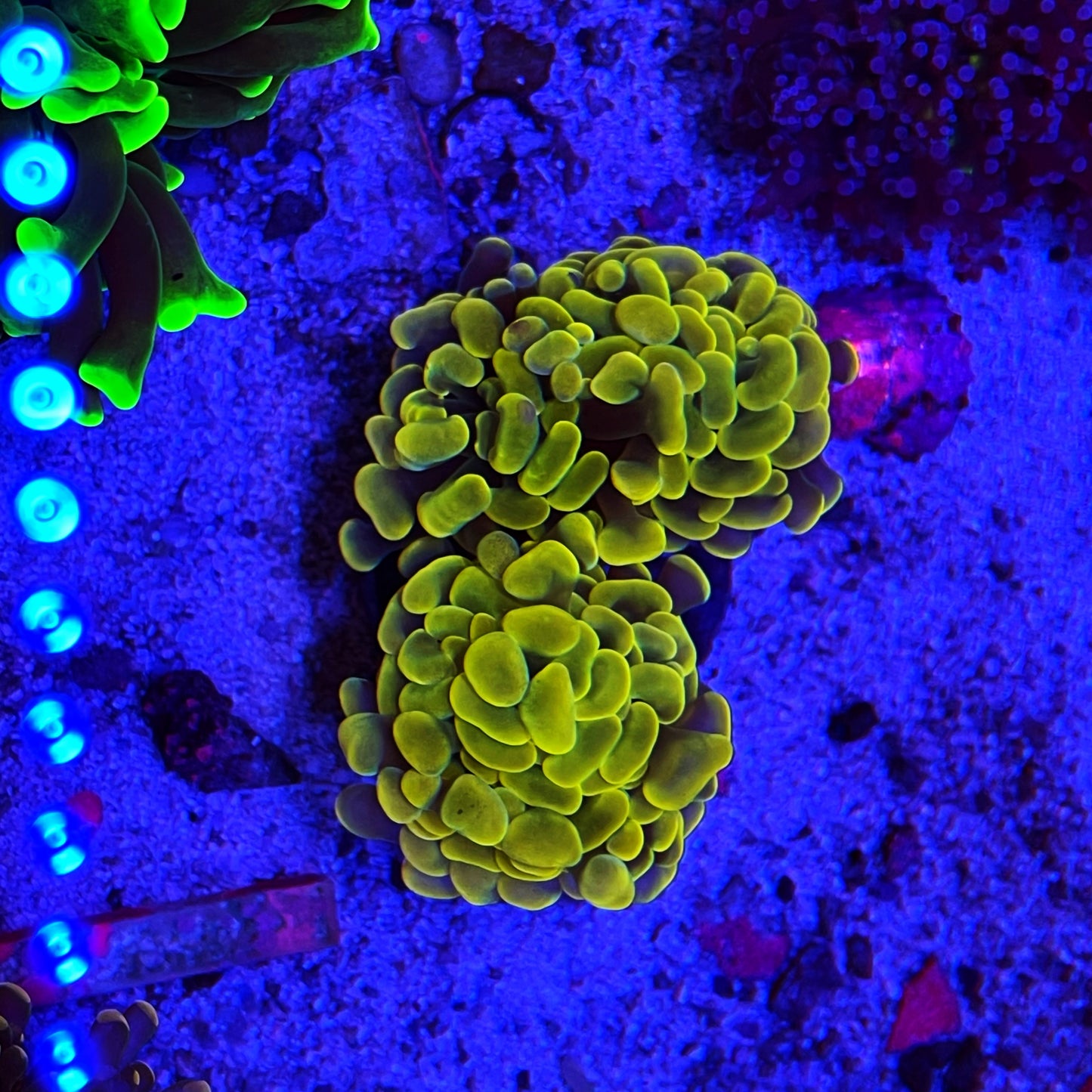 Gold Hammer Coral