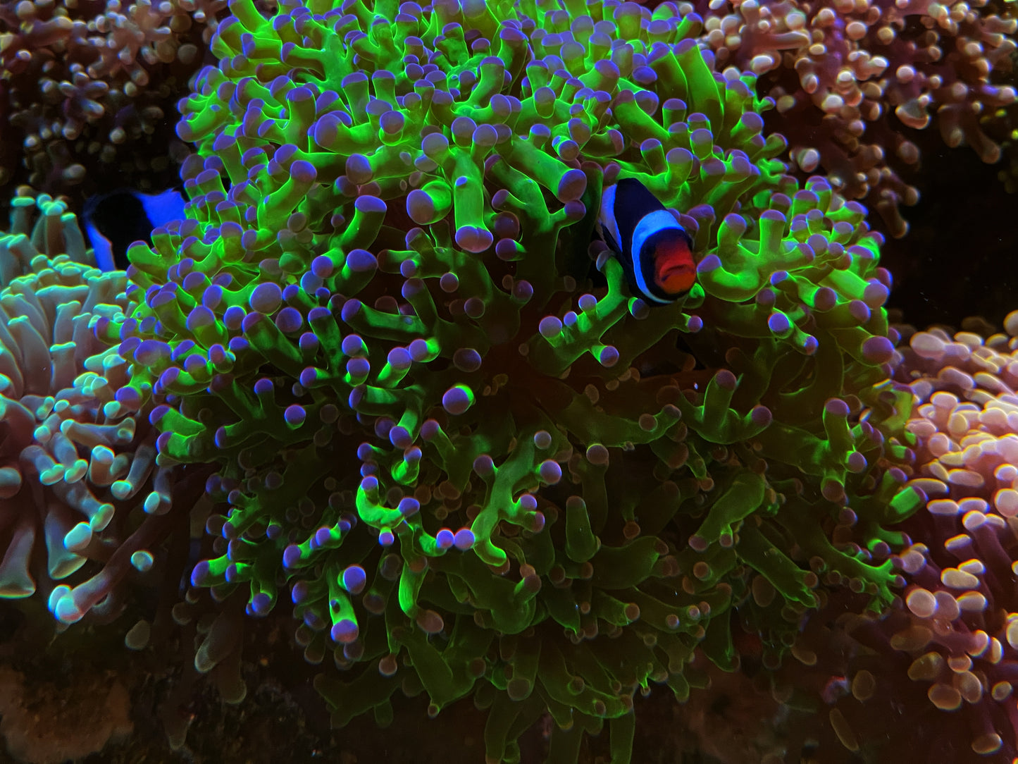 Purple Tip Frogspawn Coral