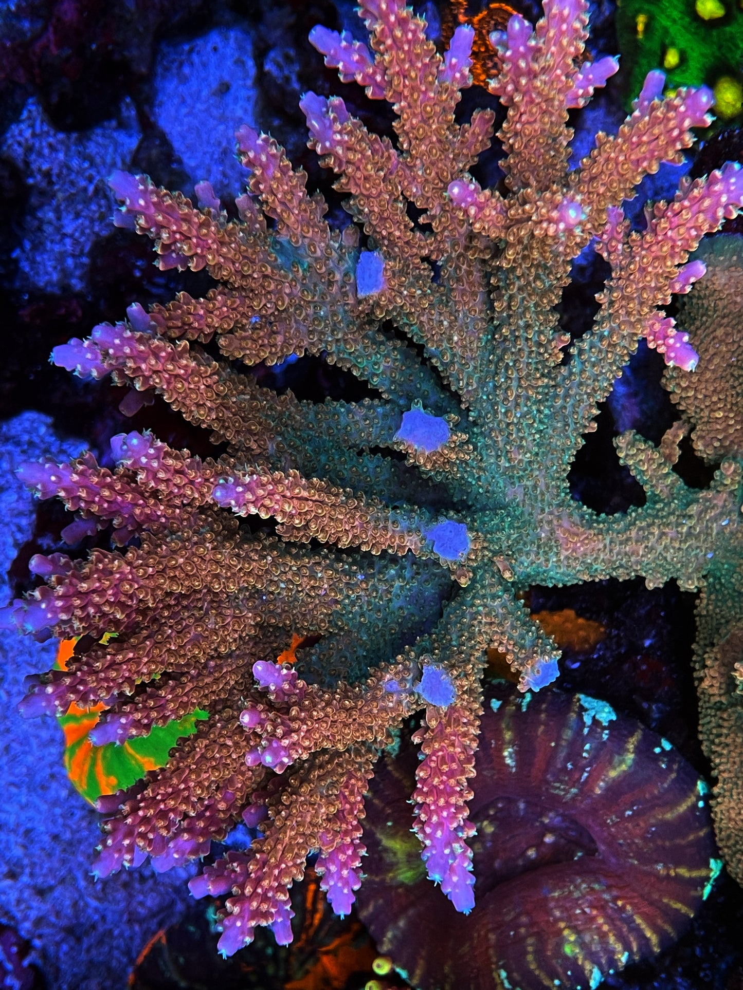 Fruty Pebbles Acropora Coral