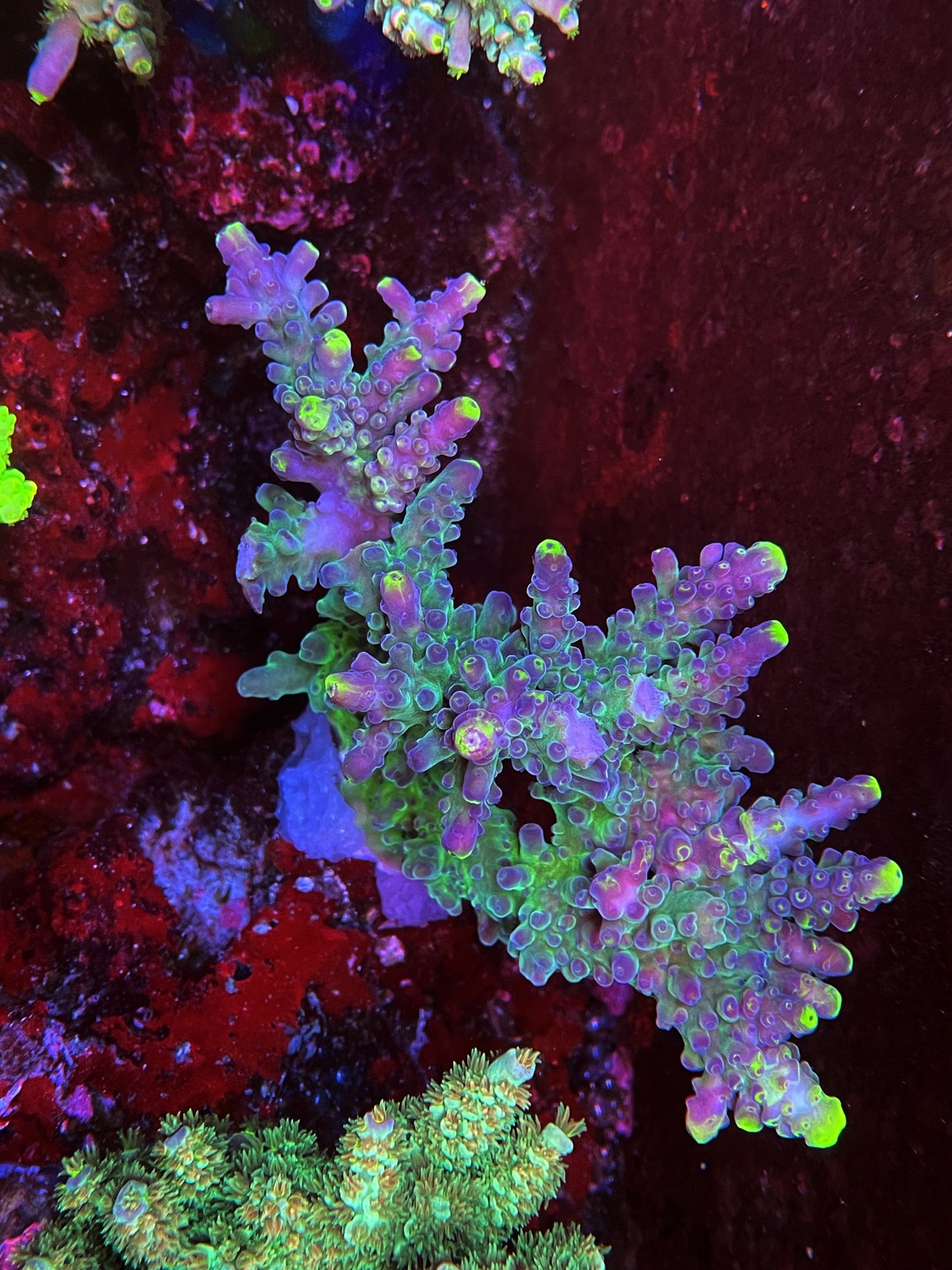 AS Yellow Tip Acropora