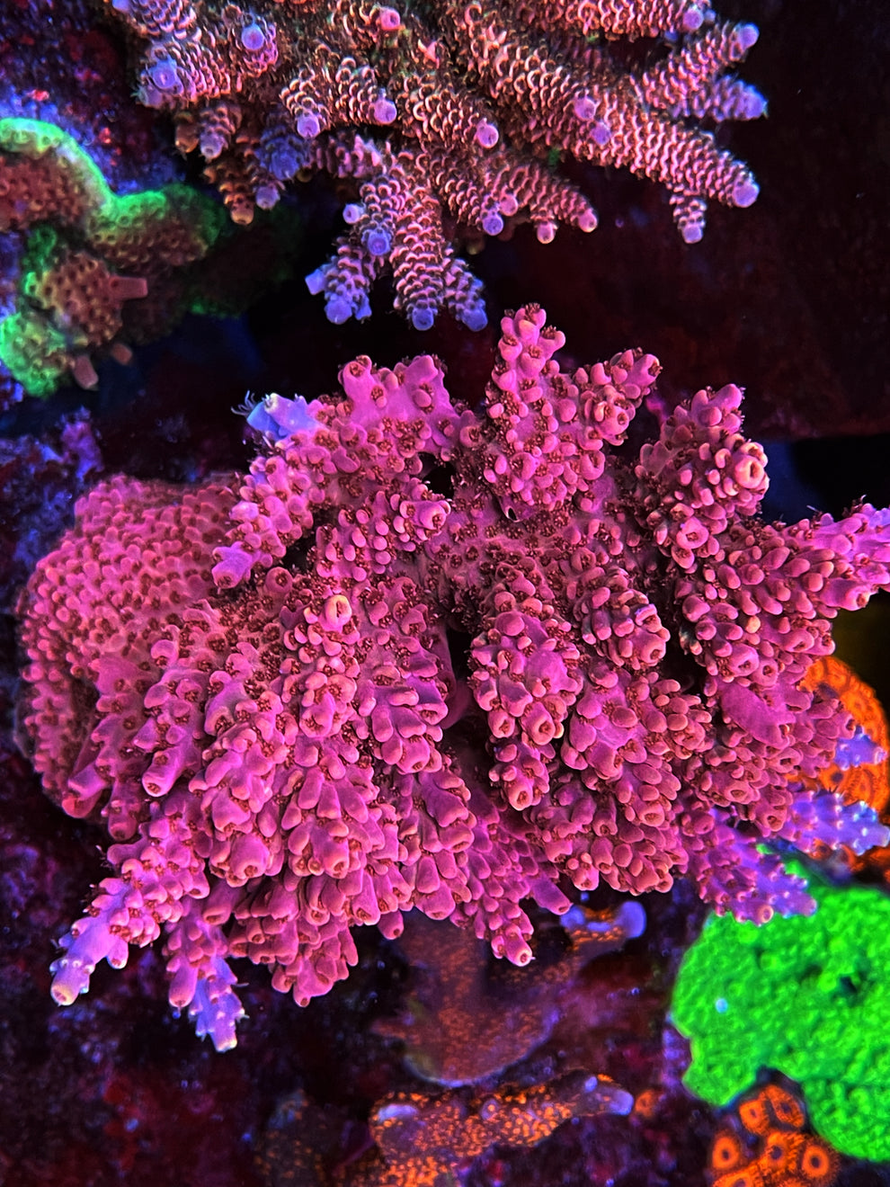 AS Pink Delight Acro Coral – Aquarium Show