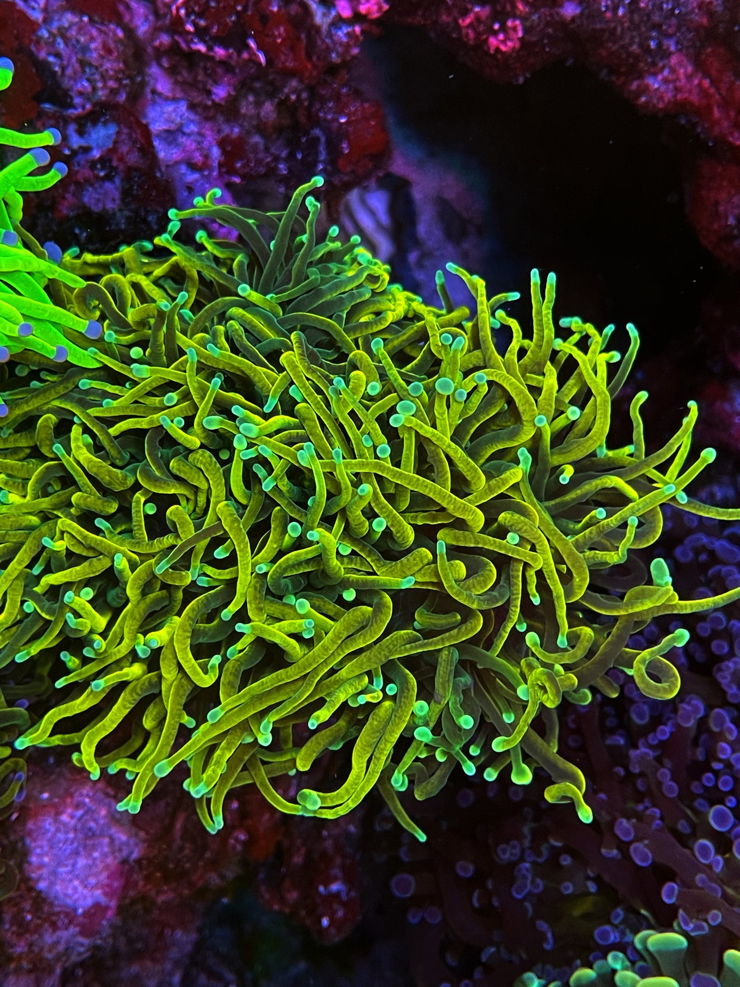 TSA Holy Grail Torch Coral