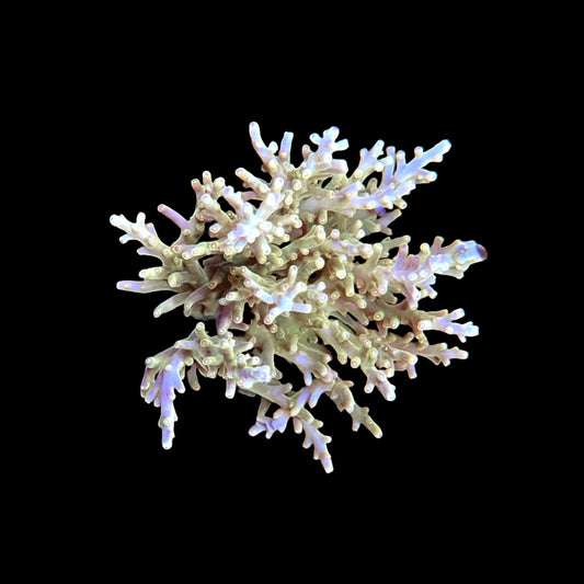 Golden Dragon Acropora Coral