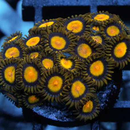 Tutti Frutti Zoanthids Coral