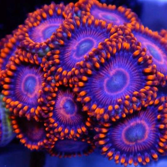 Twizzlers Zoa Coral
