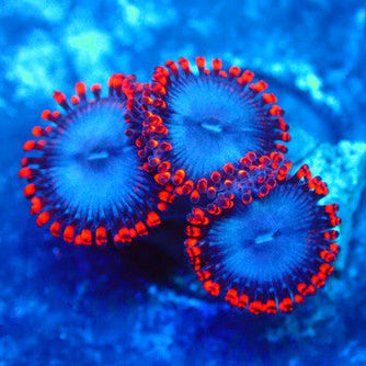 Amazing Spider Man Zoa Coral