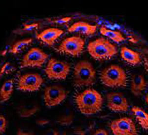Kedds Red Zoa Coral