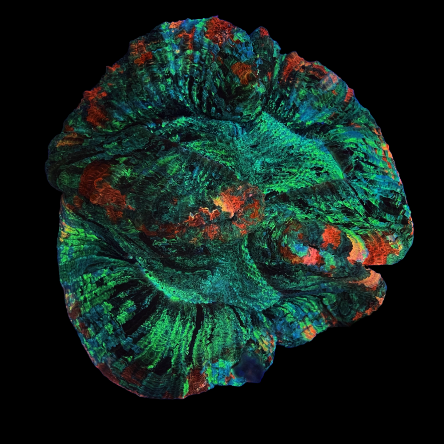 Rainbow Trachyphyllia Coral