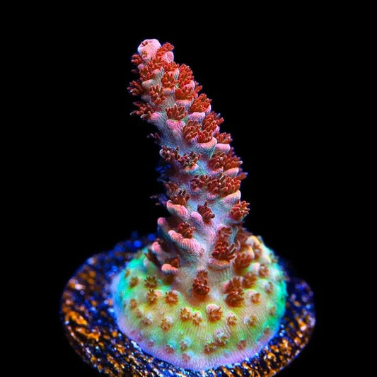 TSA Daydream Acro