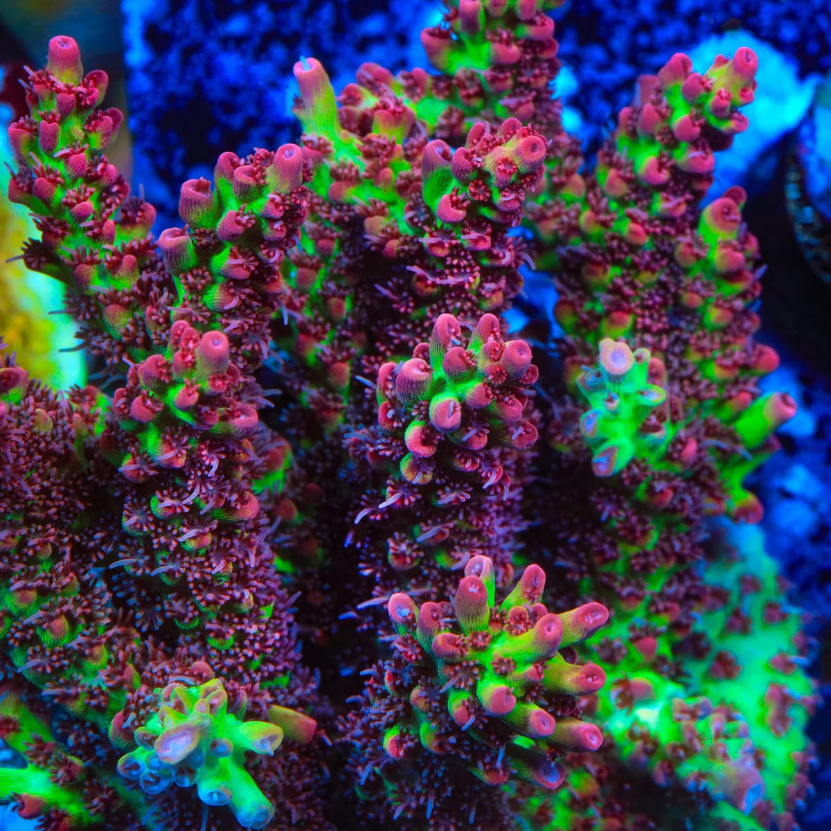 Strawberry Shortcake Acropora Coral